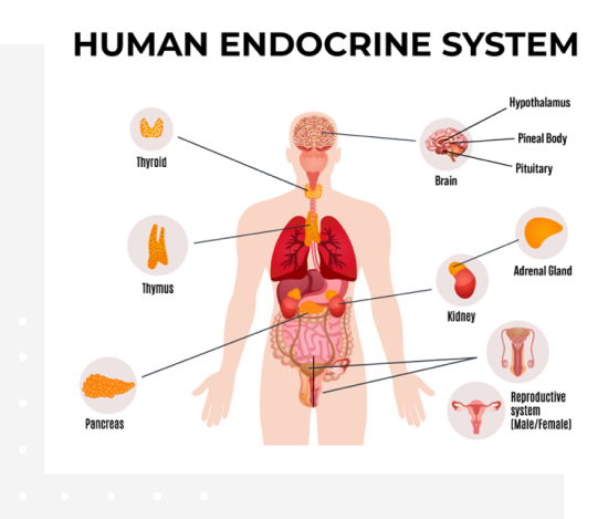 human-endocrine-system-img